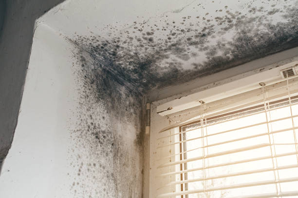 Affordable Mold Removal solutions in Park Ridge, NJ
